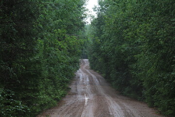 Obraz premium road in the woods