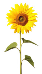 Fototapeta premium PNG Sunflower plant inflorescence.