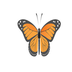 Obraz premium Orange butterfly on black