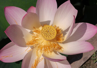 Lotus Nelumbo nucifera Gaertn  gros plan