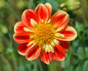Beautiful close-up of a collerette dahlia