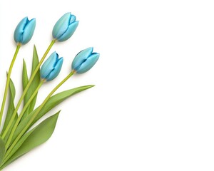 Fototapeta premium A top-down view of four light teal tulips with green leaves arranged in a corner on a plain white background