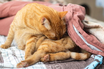 Affectionate Ginger Cats Comfortably Relaxing Together in Peace