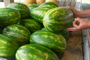 Organic farm watermelon harvest with fresh green sweet fruit for diet nutrition,