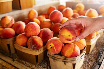 Fresh ripe peaches at local farm produce market, juicy organic fruit