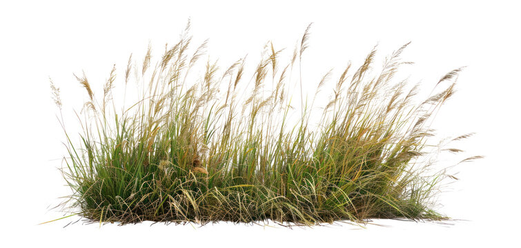 PNG Grass Borders grass background isolated.