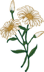 vector illustration of a flower