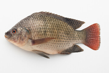 Fototapeta premium Tilapia stock photo 