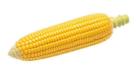 Isolated Single Ear of Corn
