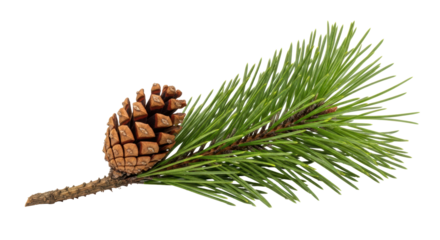 Isolated Pine Cone