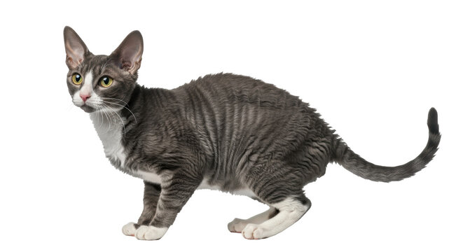 Isolated Devon Rex Cat Standing Sideways