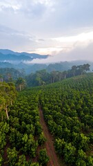 Lush green coffee plantation landscape