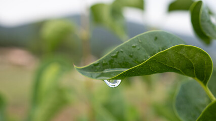 Raindrop hanging from a green leaf after rain