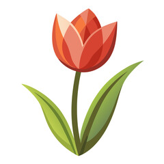 Fototapeta premium red tulip on white background