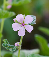 Beautiful close-up of althaea officinalis
