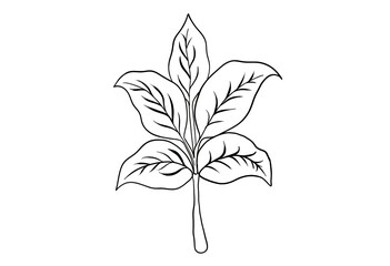 Detailed Black and White Line Art Leaves: A Simple and Elegant Vector Illustration of a Plant with Multiple Leaves on a Stem, Perfect for Botanical Graphics, Coloring Books, and Decorative Elements.