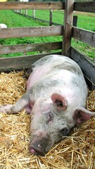 A large pig resting in a pen filled with straw.