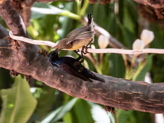 male purple sunbird feeding juvenile female sunbird