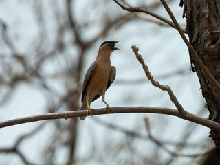 male Brahminy Starling perching on a tree branch