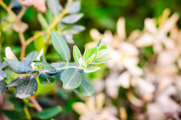 Close-up of branch with green leaves against blurred background