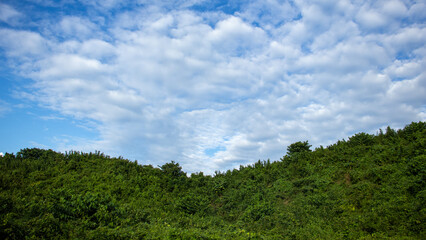 A wide scenic view of a densely vegetated green hilltop contrasting with a bright blue sky filled with soft, scattered white clouds on a clear day.