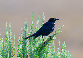 Brewer’s blackbird on a Sagebrush 