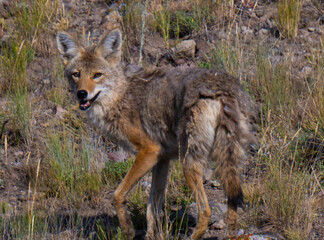 Coyote in the Lamar Valley of Yellowstone National Park