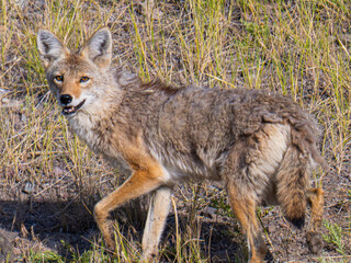 Coyote in Yellowstone National Park