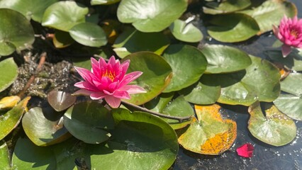 Fototapete bei efototapeten.de bestellen   