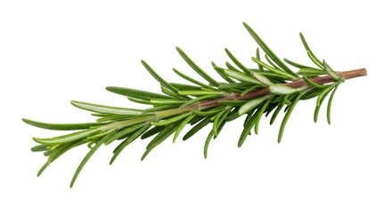 Fototapeta premium Isolated rosemary