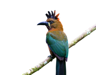 Tropical Hoatzin Bird Perched on a Branch, Side Profile PNG