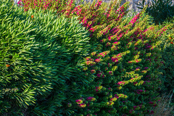 Lush Green Shrubs with Pink Bougainvillea Flowers