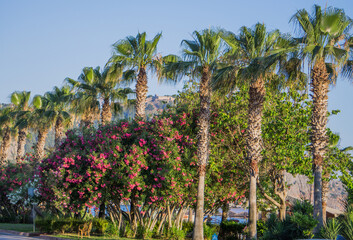 Palm trees on the waterfront of Alanya.