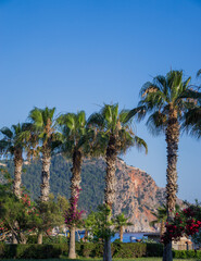 Palm trees on the waterfront of Alanya.