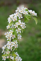 fruit tree in bloom