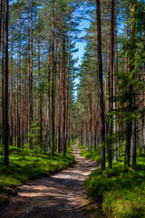Road through pine tree forest, Latvia