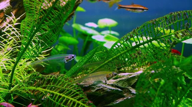 transparent catfish, dragon stone freshwater iwagumi aquascape, Amano style Madagascar laceleaf planted stone aquadesign, bright LED light, professional biodiversity aquarium care, leisure lifestyle