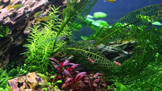 transparent catfish, dragon stone, Madagascar laceleaf freshwater iwagumi aquascape, Amano style planted stone aquadesign, bright LED light, professional aquafarm plant cultivation, aquarium care