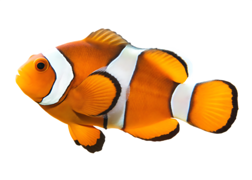 Orange white striped clownfish isolated on a transparent background