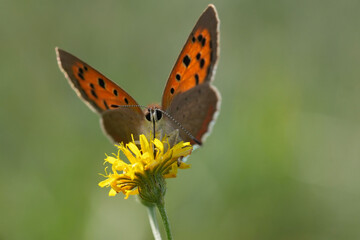 A European Common copper butterfly, Lycaena phlaeus on a yellow flower with green blurred background