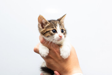 Adorable Kitten Being Held Against White Background