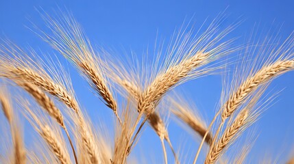 Golden wheat stalks sway gently in the breeze against a clear blue sky, showcasing the beauty of nature and the agricultural landscape during harvest season