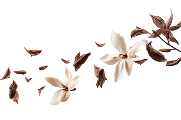 PNG Vanillas flying white