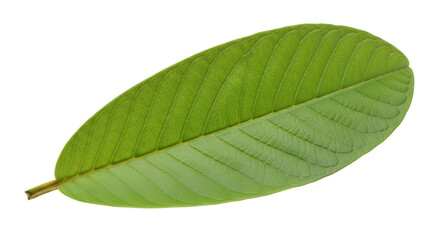Obraz premium Isolated Guava Leaf