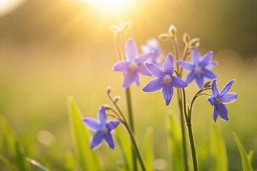 Fototapeta premium Delicate purple flowers blooming in sunlight on grassy field 