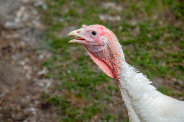 Wild Turkey Head and Neck Close Up Portrait with Red Throat Feathers Farm and Agriculture Scene