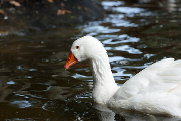 A Serene White Goose Gliding Gracefully Through Calm Waters in a Tranquil Setting Amidst Gentle Ripples and Natural Surroundings of the Water Body