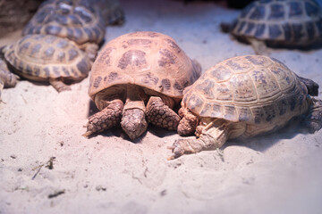 A Cozy Gathering of Tortoises Enjoying the Warmth of Their Habitat on a Sunny Day at the Zoo with Soft Sand Underneath and a Peaceful Atmosphere All Around Themselves