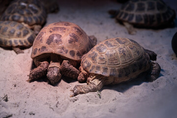 A Close-Up View of Multiple Tortoises Resting on a Sandy Surface in a Warm Environment, Highlighting Their Distinct Shell Patterns and Textures Under Soft Lighting