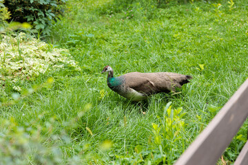A Beautiful Peacock Gracefully Wandering Through a Lush Green Garden, Surrounded by Various Plant Life and Serene Natural Scenery Under Soft Sunlight